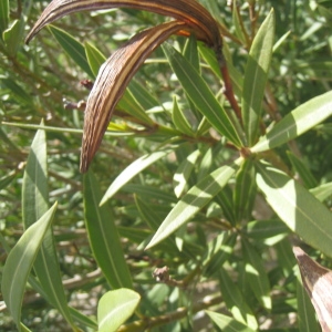 Photographie n°73279 du taxon Nerium oleander L. [1753]