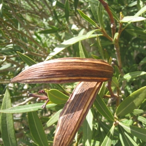 Photographie n°73280 du taxon Nerium oleander L. [1753]