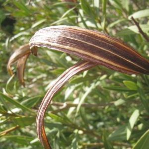 Photographie n°73282 du taxon Nerium oleander L. [1753]