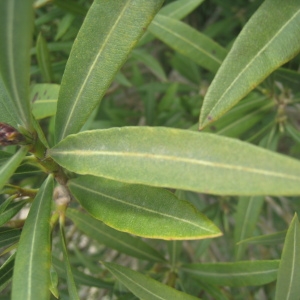 Photographie n°73285 du taxon Nerium oleander L. [1753]