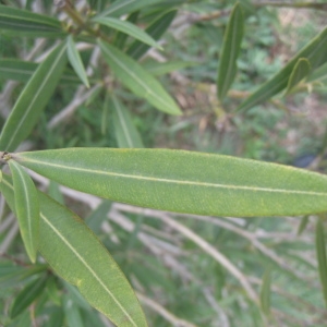 Photographie n°73287 du taxon Nerium oleander L. [1753]