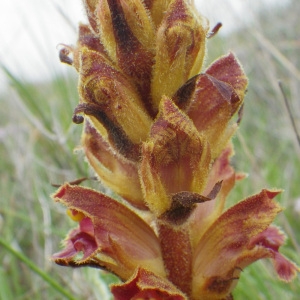 Photographie n°73293 du taxon Orobanche variegata Wallr. [1825]