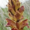  Liliane Roubaudi - Orobanche variegata Wallr. [1825]