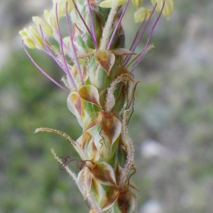 Photographie n°73296 du taxon Plantago albicans L. [1753]