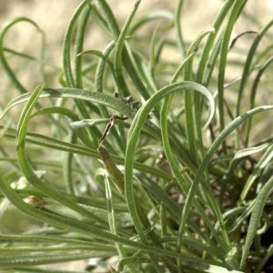 Photographie n°73298 du taxon Plantago albicans L. [1753]