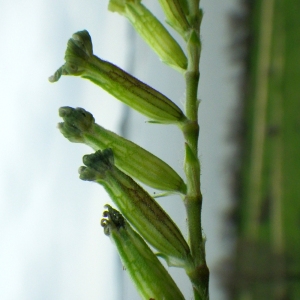 Photographie n°73318 du taxon Silene nocturna L. [1753]