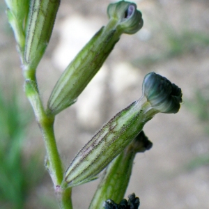 Photographie n°73321 du taxon Silene nocturna L. [1753]