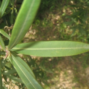 Photographie n°73326 du taxon Nerium oleander L. [1753]