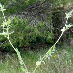 Photographie n°73328 du taxon Torilis nodosa (L.) Gaertn.