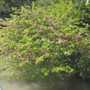 Photographie n°73331 du taxon Cercis siliquastrum L. [1753]