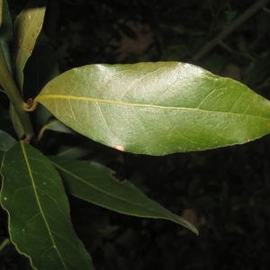 Photographie n°73345 du taxon Laurus nobilis L. [1753]