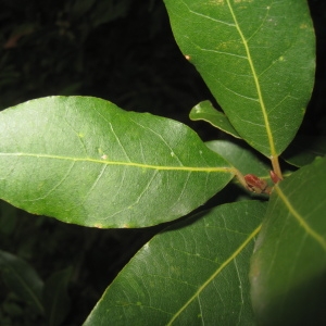 Photographie n°73347 du taxon Laurus nobilis L. [1753]