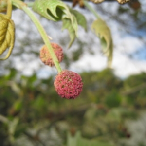 Photographie n°73356 du taxon Platanus x hispanica Mill. ex Münchh. [1770]