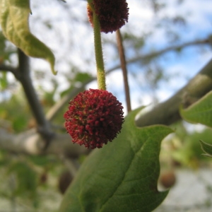 Photographie n°73357 du taxon Platanus x hispanica Mill. ex Münchh. [1770]