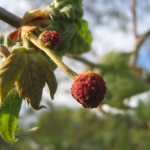 Photographie n°73358 du taxon Platanus x hispanica Mill. ex Münchh. [1770]