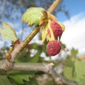 Photographie n°73359 du taxon Platanus x hispanica Mill. ex Münchh. [1770]