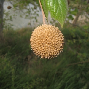 Photographie n°73360 du taxon Platanus x hispanica Mill. ex Münchh. [1770]