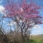  Hervé GOËAU - Cercis siliquastrum L. [1753]