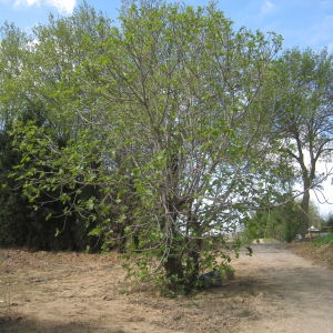 Photographie n°73373 du taxon Ficus carica L. [1753]