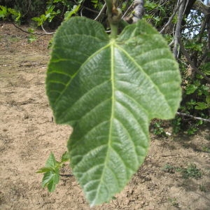 Photographie n°73374 du taxon Ficus carica L. [1753]