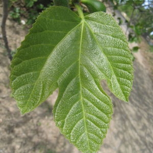 Photographie n°73375 du taxon Ficus carica L. [1753]
