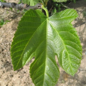 Photographie n°73376 du taxon Ficus carica L. [1753]