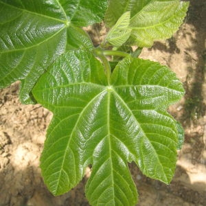 Photographie n°73377 du taxon Ficus carica L. [1753]