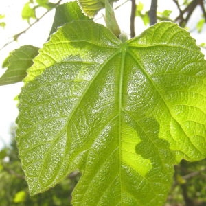 Photographie n°73378 du taxon Ficus carica L. [1753]