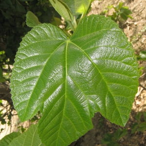 Photographie n°73383 du taxon Ficus carica L. [1753]