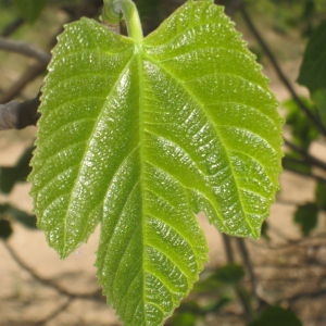 Photographie n°73384 du taxon Ficus carica L. [1753]