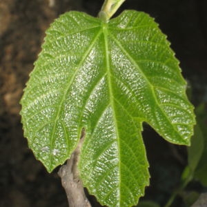 Photographie n°73385 du taxon Ficus carica L. [1753]