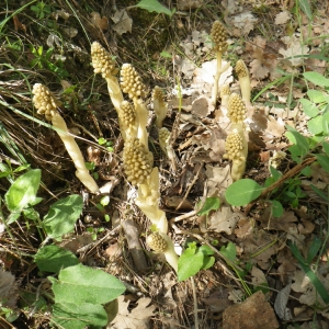 Photographie n°73423 du taxon Neottia nidus-avis (L.) Rich. [1817]