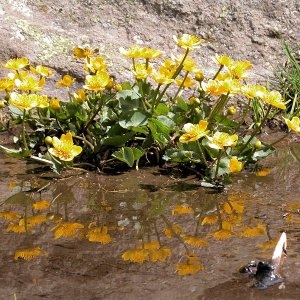 Photographie n°73428 du taxon Caltha palustris L. [1753]