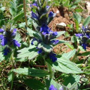 Photographie n°73429 du taxon Ajuga genevensis L. [1753]