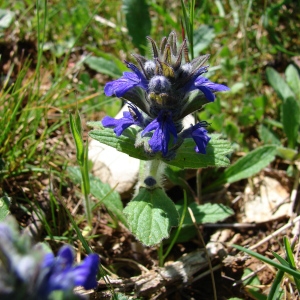 Photographie n°73430 du taxon Ajuga genevensis L. [1753]