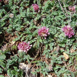 Photographie n°73445 du taxon Anthyllis montana L. [1753]