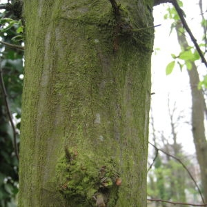 Photographie n°73452 du taxon Carpinus betulus L. [1753]