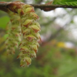 Photographie n°73457 du taxon Carpinus betulus L. [1753]