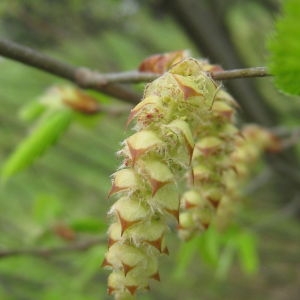 Photographie n°73459 du taxon Carpinus betulus L. [1753]