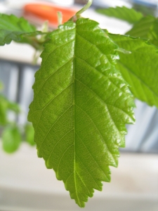 Hervé GOËAU, le 21 avril 2012 (Agde (Canal du Midi))