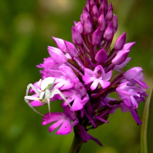 Photographie n°73473 du taxon Anacamptis pyramidalis (L.) Rich. [1817]