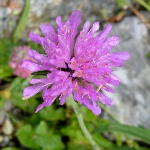 Photographie n°73480 du taxon Knautia arvernensis (Briq.) Szabó [1934]