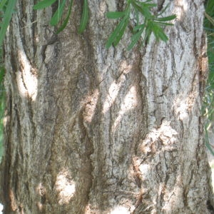 Photographie n°73507 du taxon Populus nigra L. [1753]