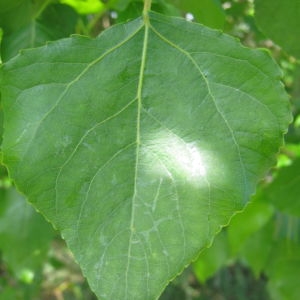 Photographie n°73510 du taxon Populus nigra L. [1753]