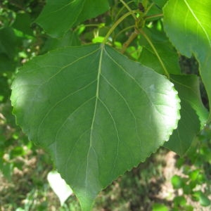 Photographie n°73511 du taxon Populus nigra L. [1753]