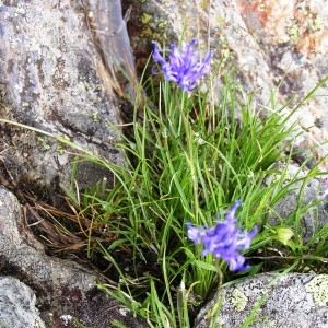 Photographie n°73516 du taxon Phyteuma hemisphaericum L. [1753]