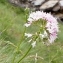  Alain Bigou - Valeriana officinalis L. [1753]