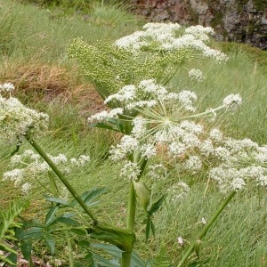 Photographie n°73527 du taxon Angelica razulii Gouan [1773]