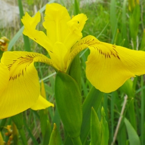Photographie n°73533 du taxon Iris pseudacorus L. [1753]