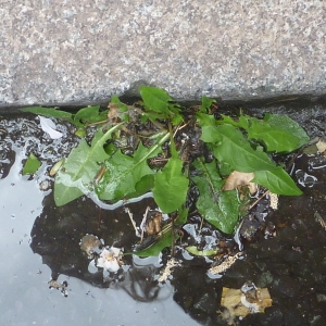 Photographie n°73623 du taxon Taraxacum officinale Weber [1780]